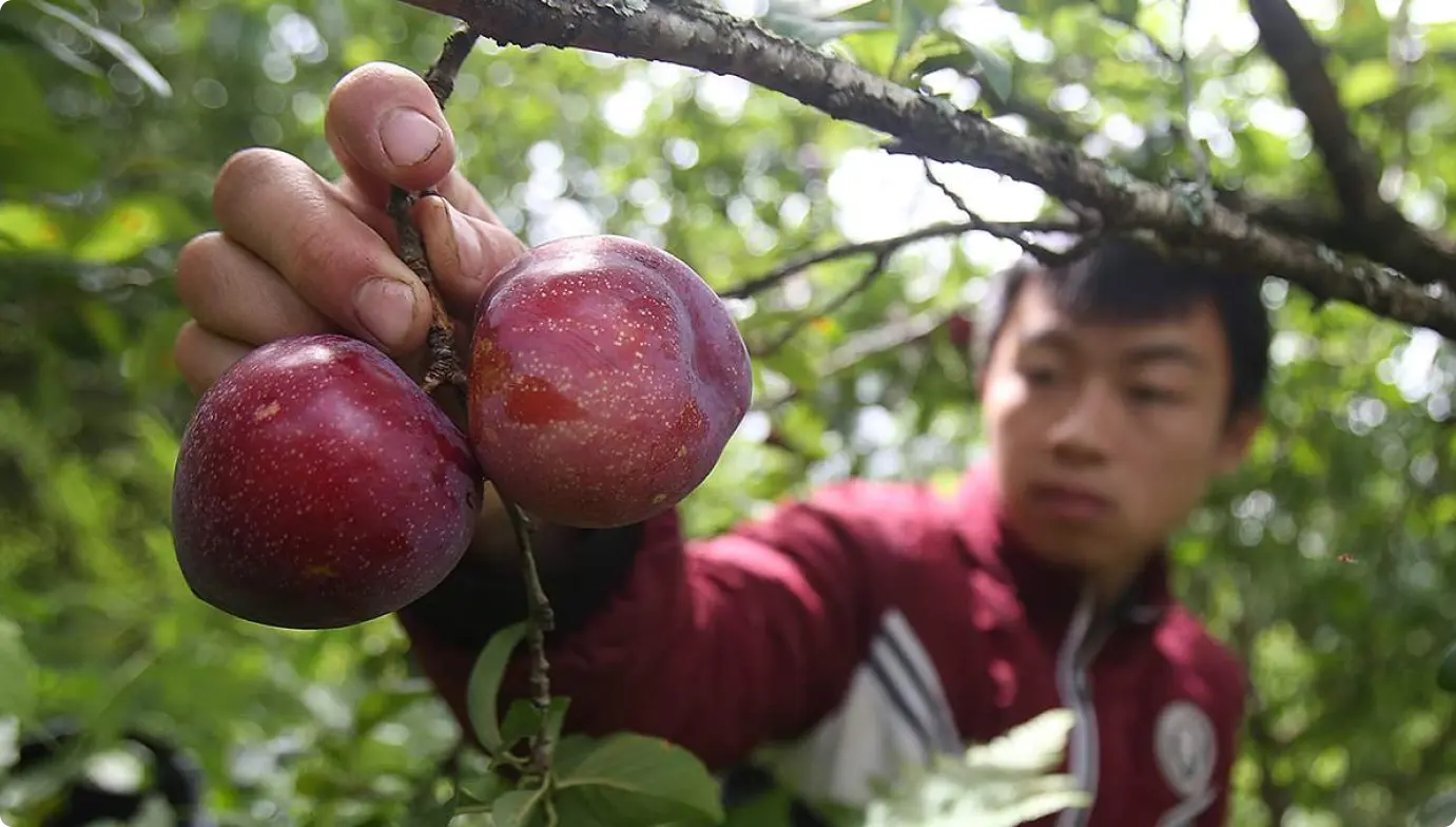 Giới thiệu về Bách Lâm's Farm